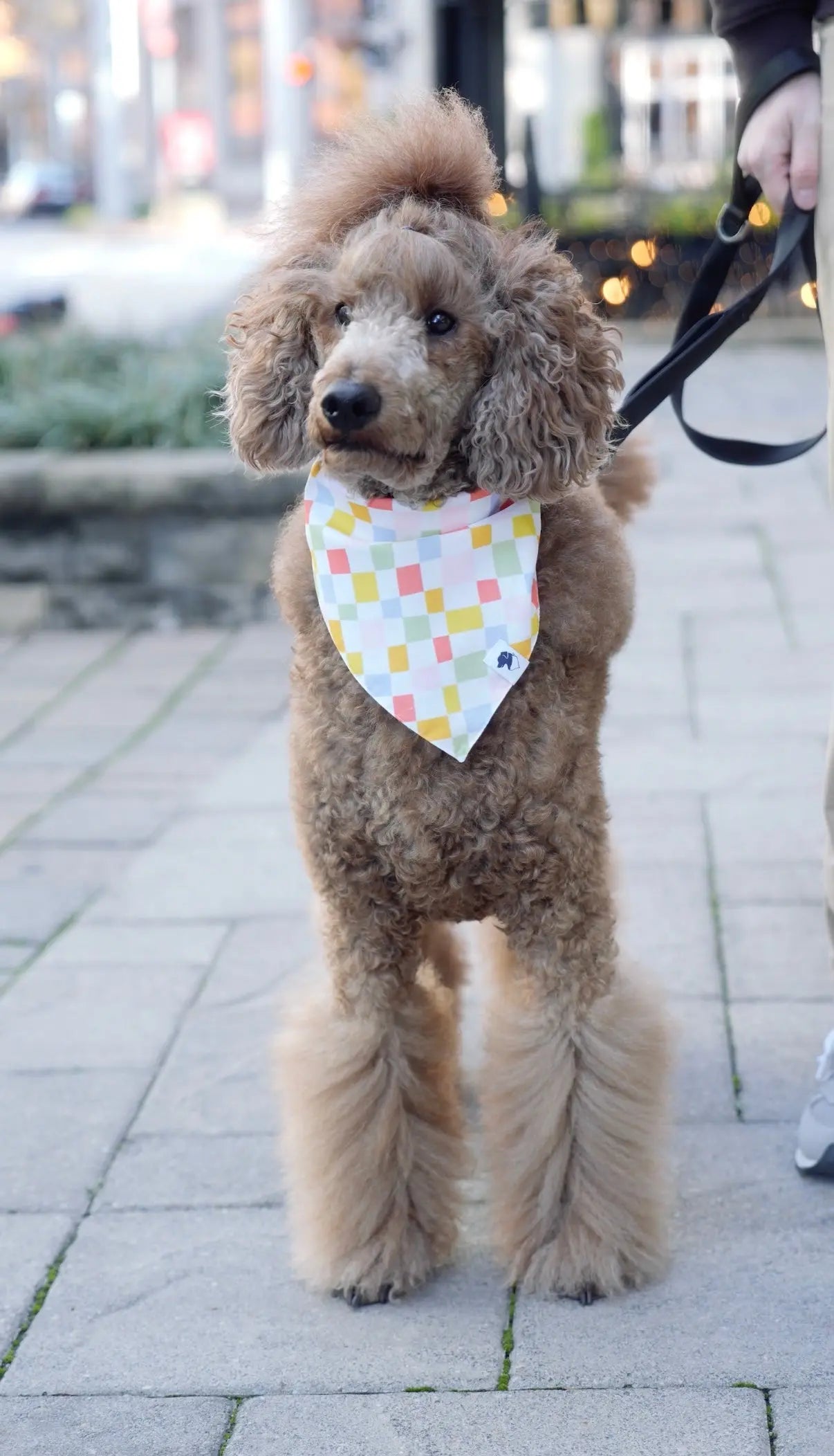 Popsicle Dog Bandana by Dog Bandana Co., pet accessory detail photo 4