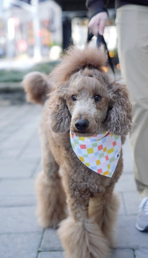 Popsicle Dog Bandana by Dog Bandana Co., pet accessory detail photo 5