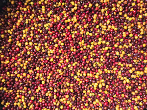 Washed Decaf by Sebastian Ramirez