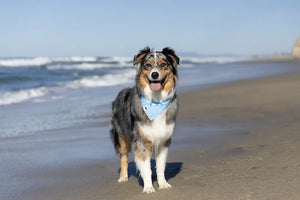 Shores Dog Bandana Dog Bandana Co.