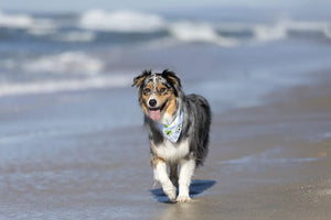 Shores Dog Bandana Dog Bandana Co.