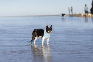 Shores Dog Bandana Dog Bandana Co.