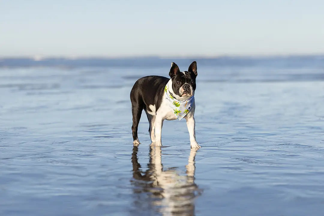 Shores Dog Bandana Dog Bandana Co.