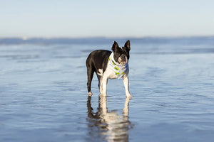 Shores Dog Bandana Dog Bandana Co.