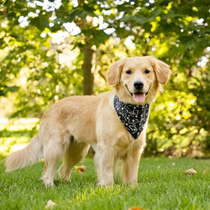 Skeleton Dog Bandana Dog Bandana Co.