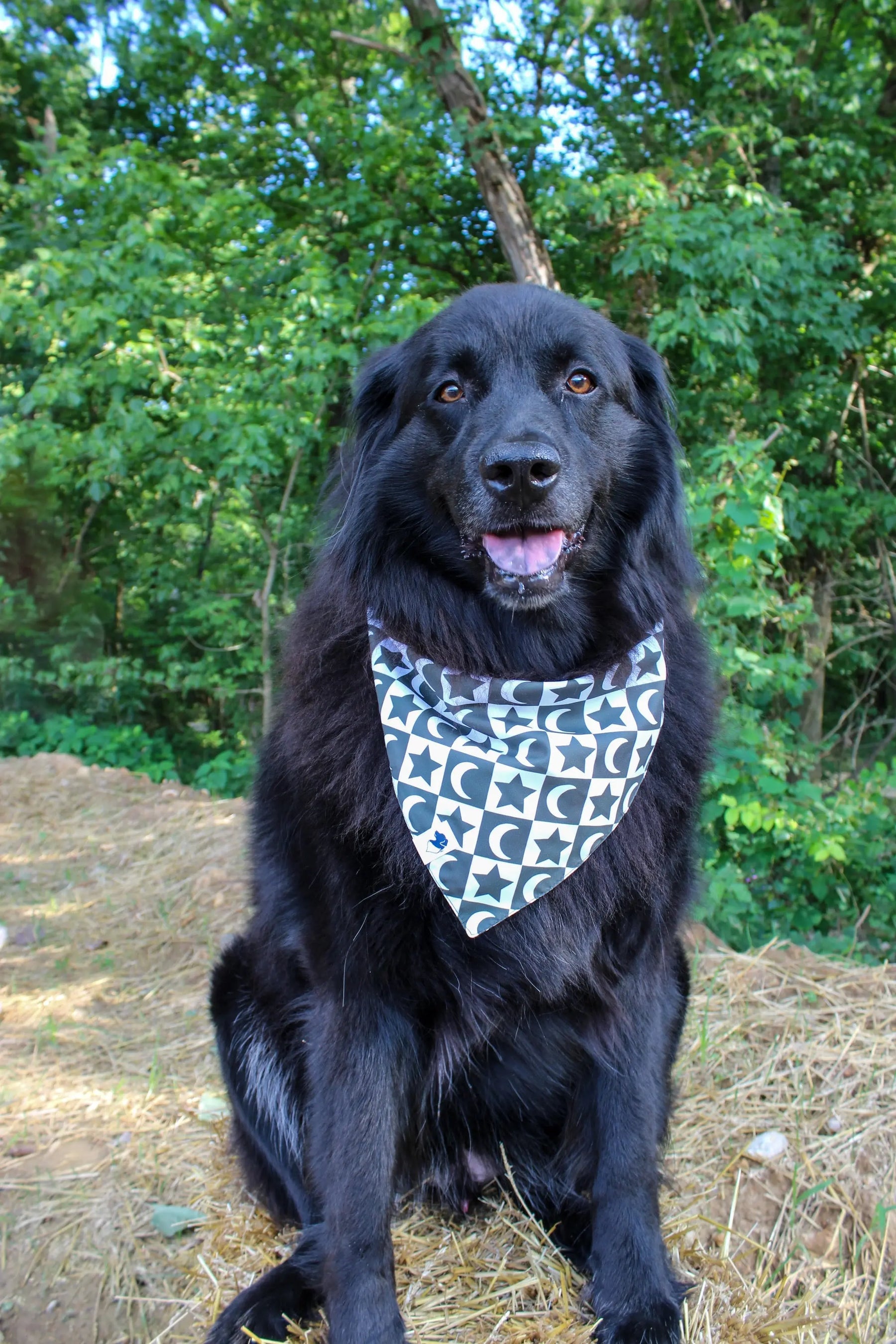 Skeleton Dog Bandana Dog Bandana Co.