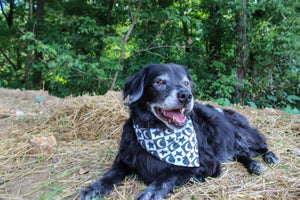 Skeleton Dog Bandana Dog Bandana Co.