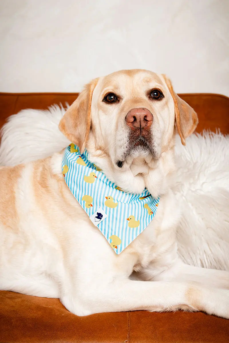 Sunny Side Dog Bandana Dog Bandana Co.