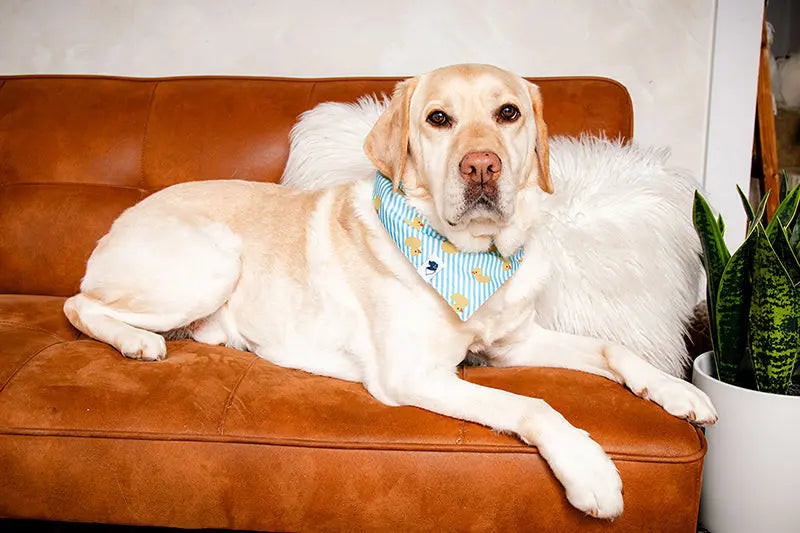 Sunny Side Dog Bandana Dog Bandana Co.