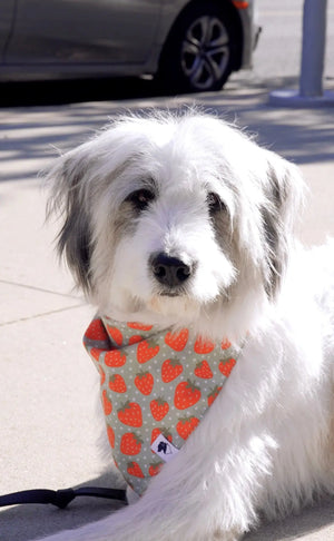Watermelon & Strawberry Dog Bandana by Dog Bandana Co., pet accessory detail photo 5
