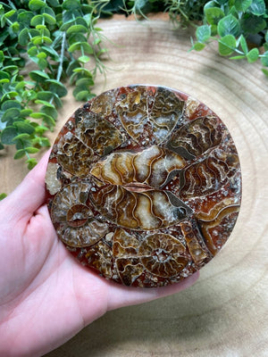 Ammonite Fossil and Resin Plate