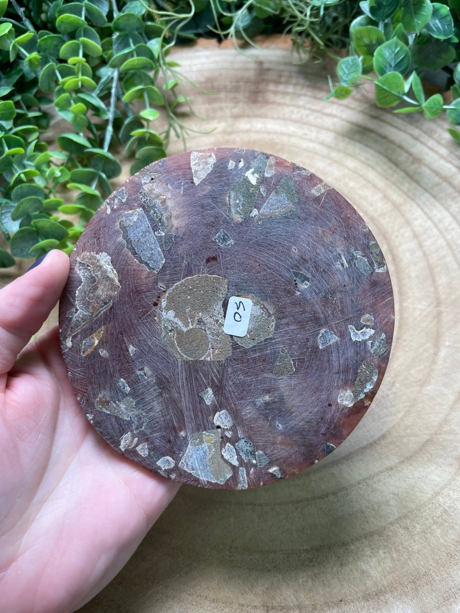 Ammonite Fossil and Resin Plate