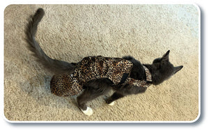Diapurr Cat Diaper
