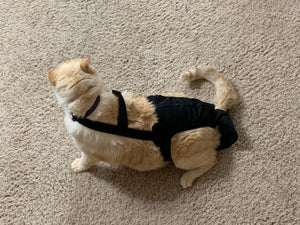 Diapurr Cat Diaper