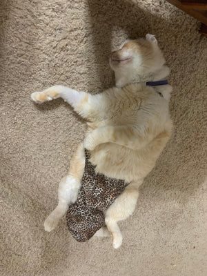 Diapurr Cat Diaper