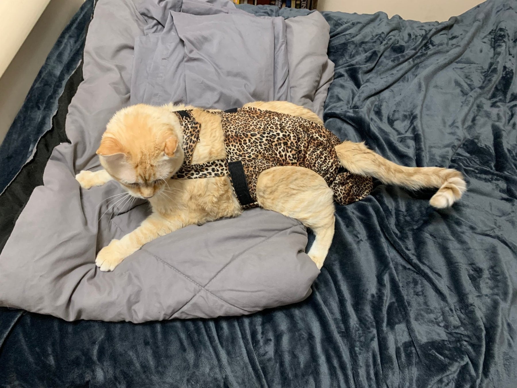 Diapurr Cat Diaper