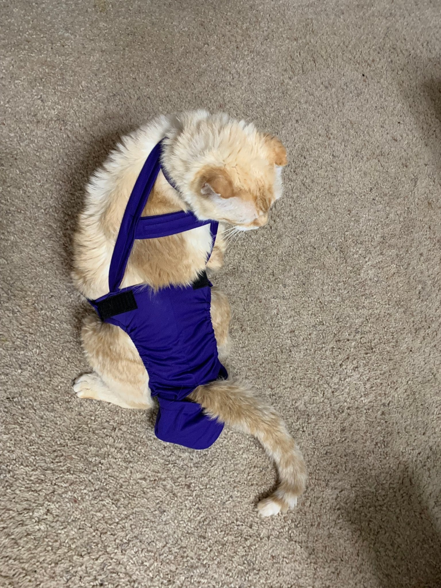 Diapurr Cat Diaper