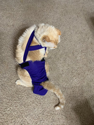 Diapurr Cat Diaper