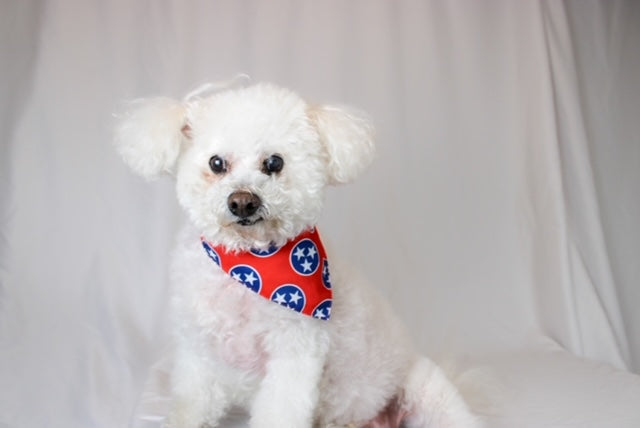 Nashville Tennessee Reversible Dog Bandana