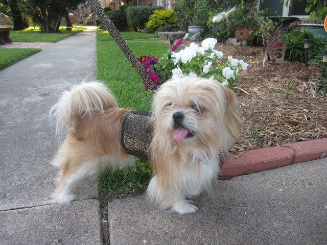 Doggy Holster Small Dog Harness by Crazy K Farm, product photo 2 of 14