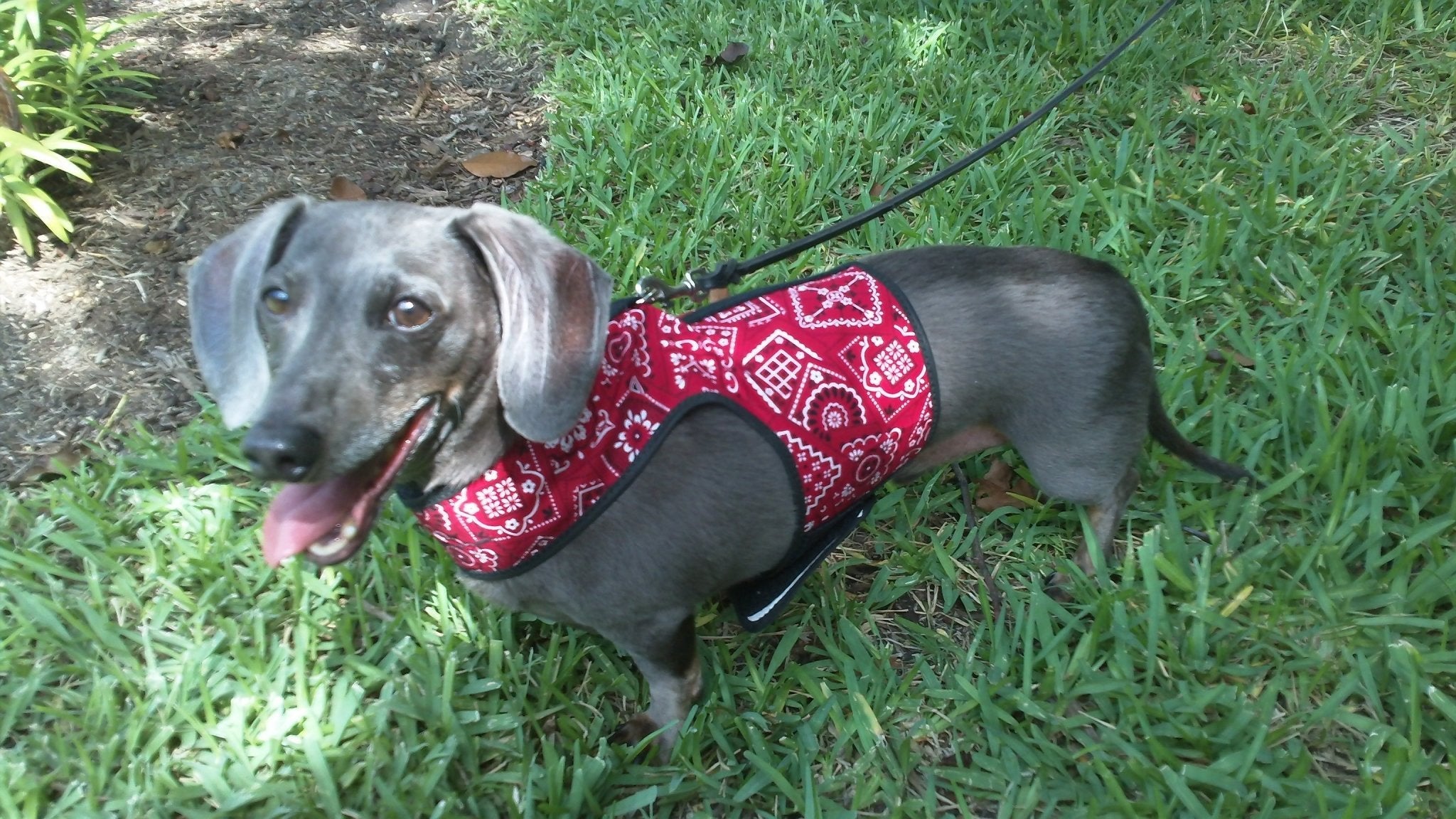 Doggy Holster Small Dog Harness by Crazy K Farm, product photo 1 of 14