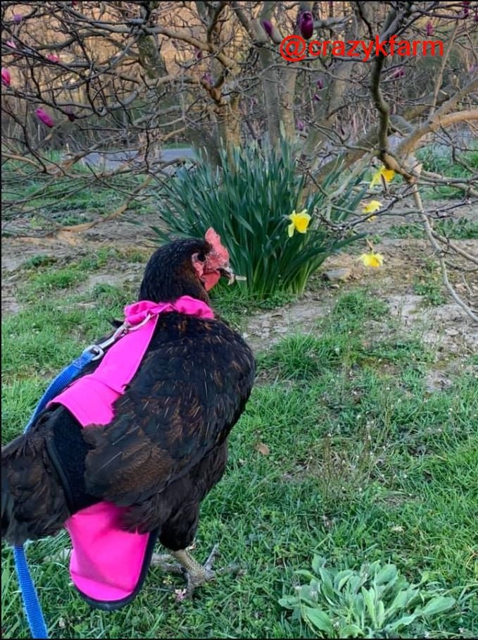 Hen Holster Bird Diaper with Sewn In Liner by Crazy K Farm, product photo 1 of 52