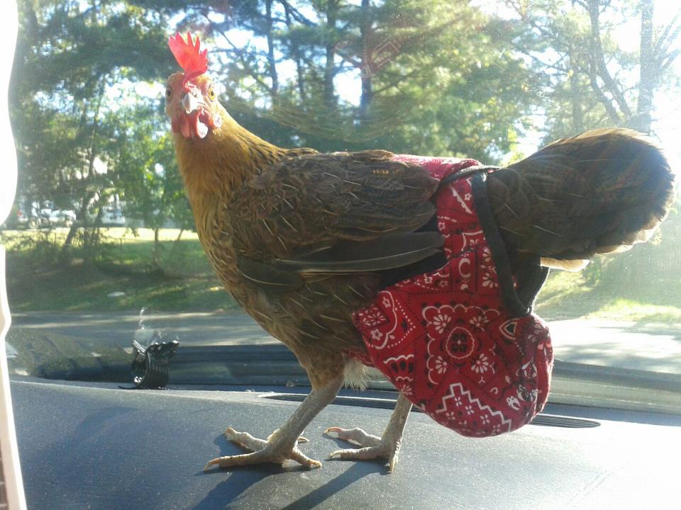 Hen Holster Bird Diaper with Removable Liner by Crazy K Farm, product photo 2 of 160