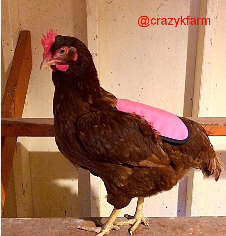 Hen Saver Chicken Saddle by Crazy K Farm, product photo 1 of 79