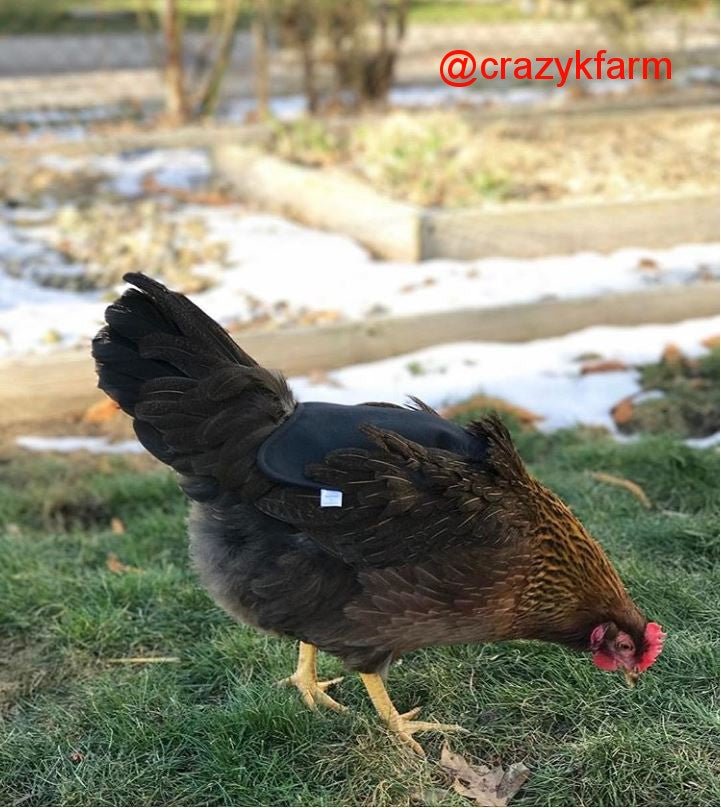 Hen Saver Chicken Saddle for Hens (Made in USA Hen Apron)