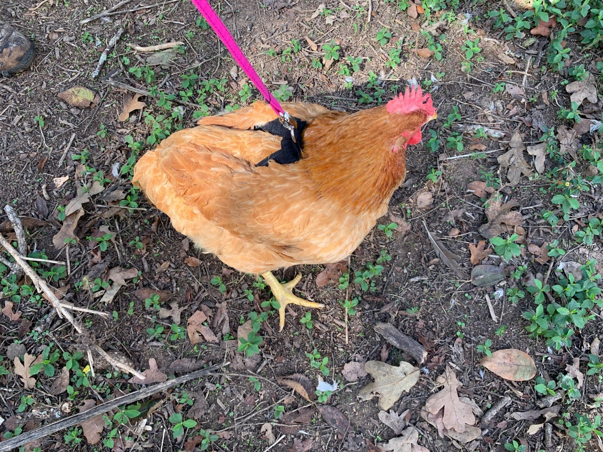 Hen Saver Chicken and Duck Harness by Crazy K Farm, product photo 1 of 12