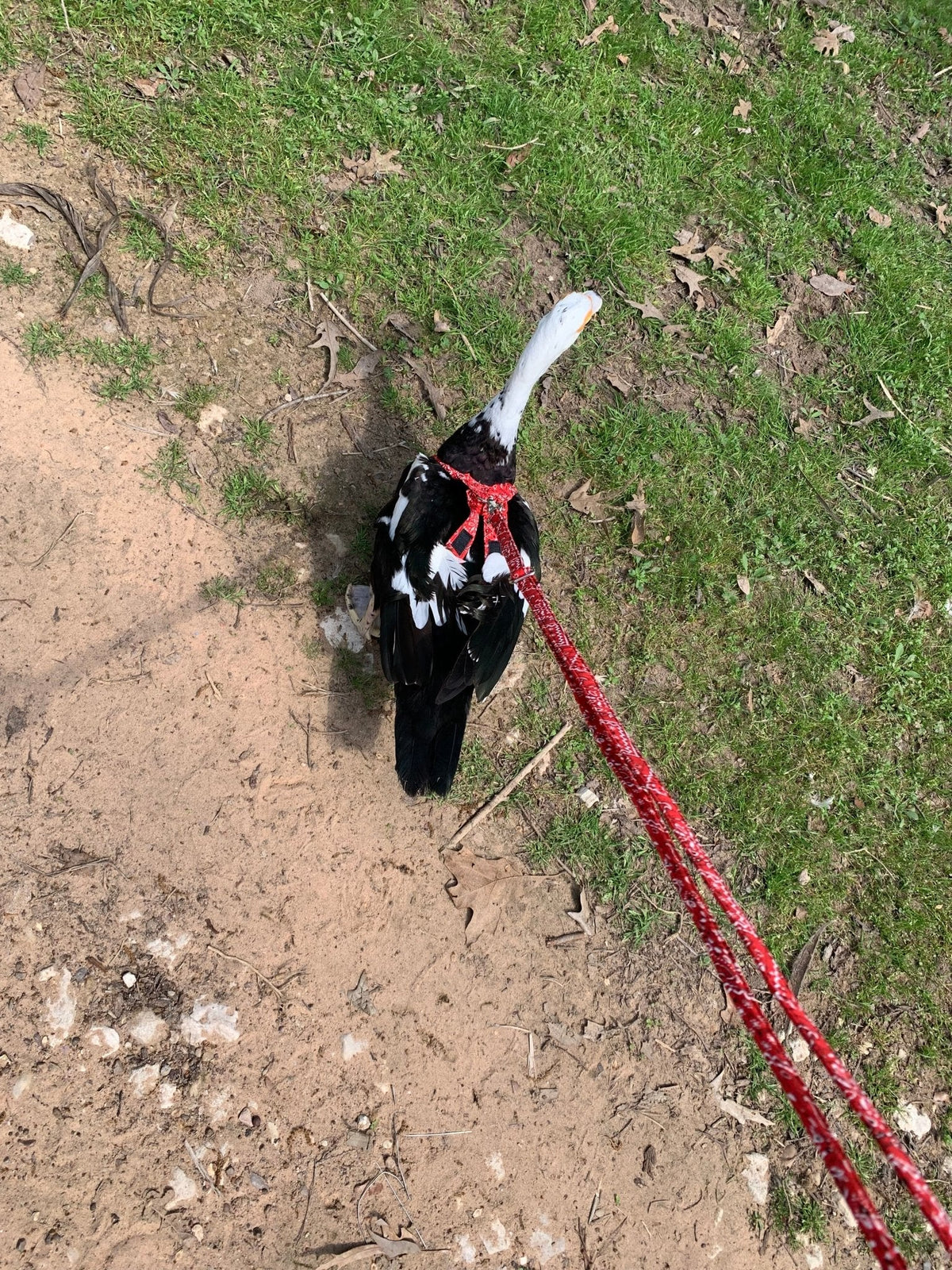Hen Saver Chicken and Duck Harness by Crazy K Farm, product photo 7 of 12