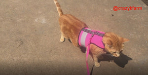 Holster Leash (Made in USA)