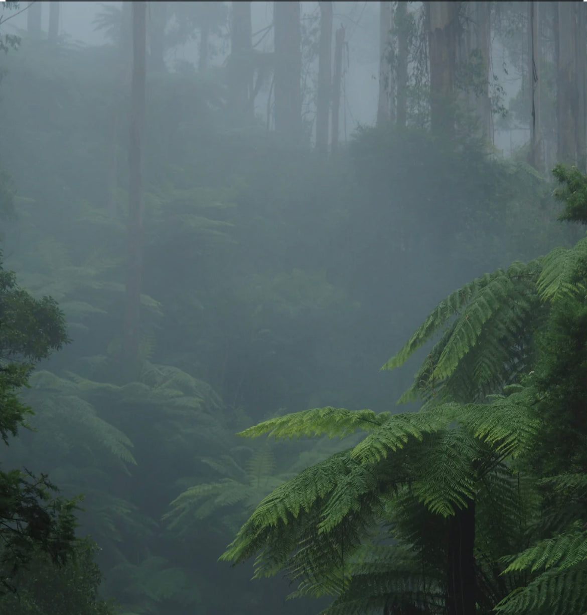 Fog and Fern soy candle and wax melts by Mam Jam’s Candle Company