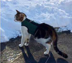Kitty Holster Cat Harness (Made in USA)