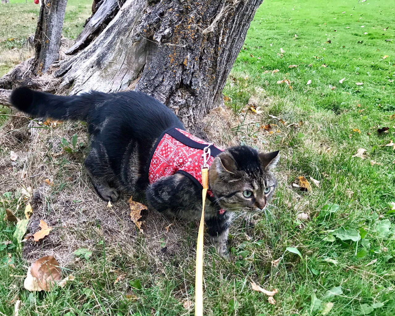 Kitty Holster Cat Harness (Made in USA)