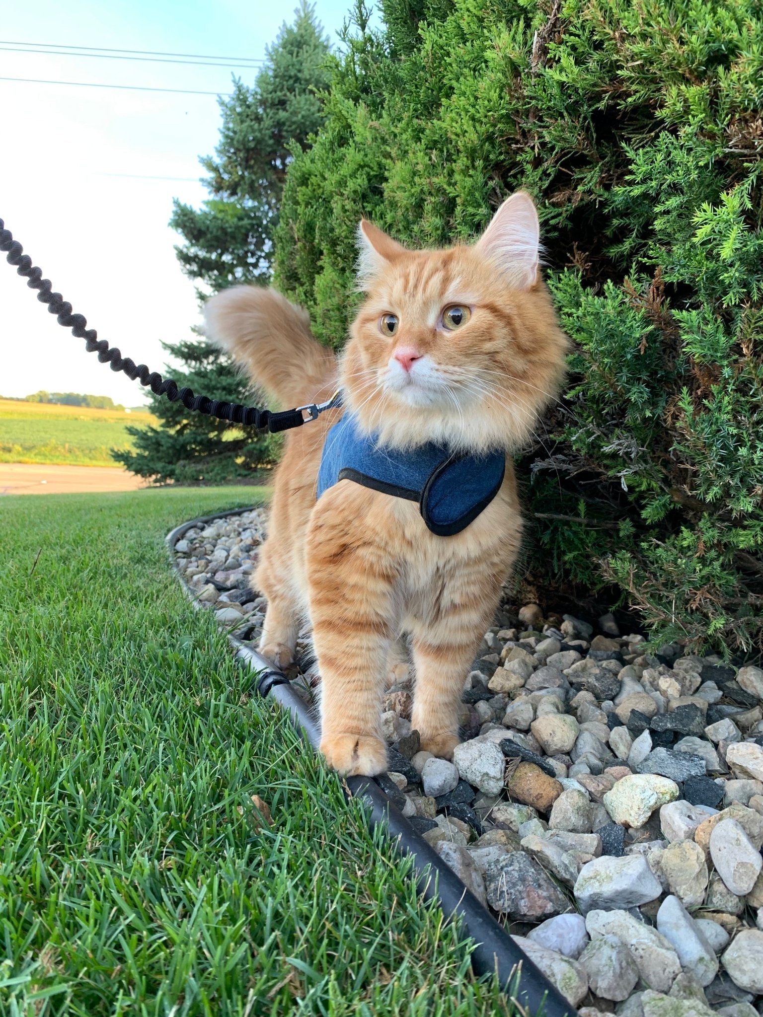 Kitty Holster Cat Harness by Crazy K Farm, product photo 1 of 49