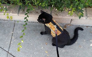 Kitty Holster Cat Harness (Made in USA)