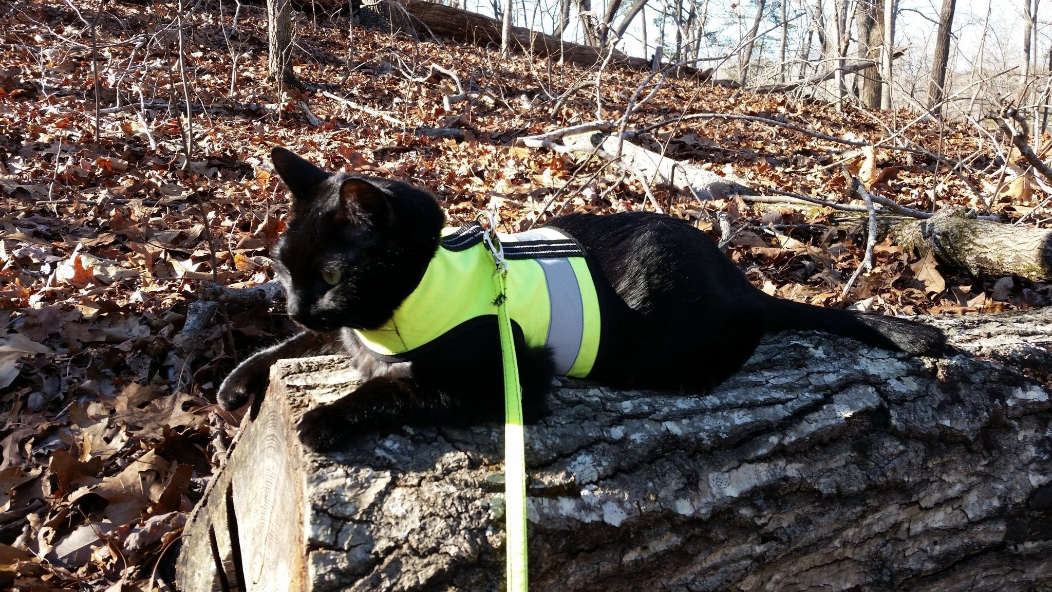 Kitty Holster Reflective Cat Harness by Crazy K Farm, product photo 2 of 26