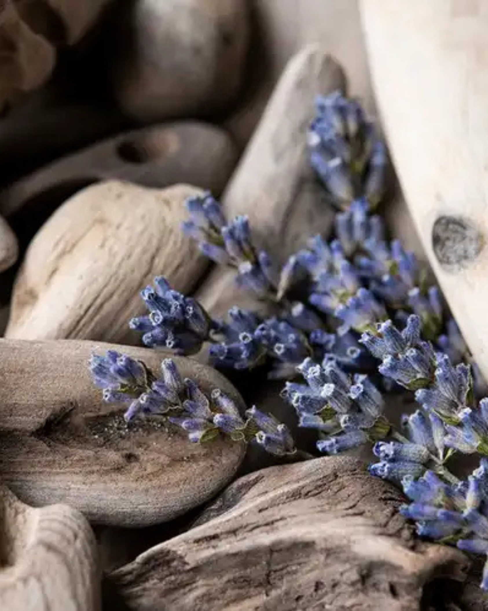 Midnight Surf | Coastal Lavender · Sea Washed Woods by Bode + Ev image 5