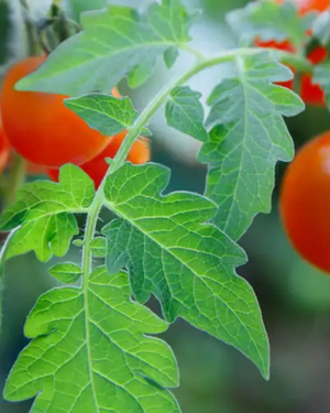 Tomato Leaf | Fresh Green Garden by Bode + Ev image 5