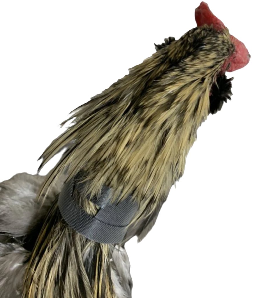 Rooster Saver Crow Collar by Crazy K Farm, product photo 1 of 6