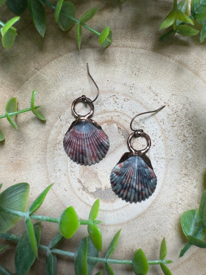 Scallop Shell Earrings